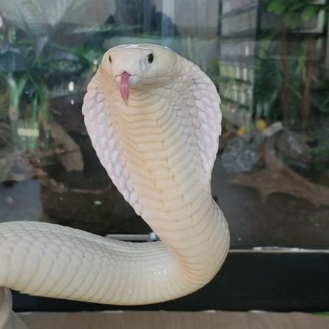 Melanistic Animals, King Cobra Snake, Rare Albino Animals, Boots Dresses, Snake Rings, Pretty Snakes, Robot Animal, Albino Animals, Cobra Snake