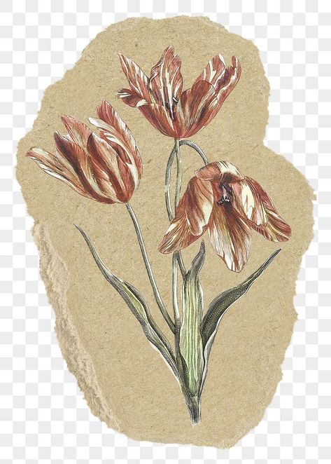 Vintage Design For Scrapbook, Paper Transparent, Vintage Paper Printable, Ripped Paper, Paper Background Design, Scrapbook Printing, Vintage Png, Scrapbook Stickers Printable, Tulip Flower