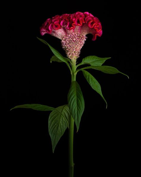 C.K.T. on Instagram: “Plumed Cockscomb  Celosia argentea var.cristata . . . . . . . . #ihavethisthingfordarkness #ihavethisthingwithflowers #botanicalphotography…” Cockscomb Flower Garden, Cockscomb Plant, Celosia Cristata, Celosia Argentea, Celosia Flower, Mandala Project, Weird Flowers, Farm Flowers, Flower Identification