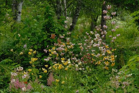 Wild Lillies, Michigan Lily, Martagon Lilies, Star Gazing Lily, Lythrum Salicaria, Lilium Martagon, Martagon Lily, Daylily Garden, Solitary Bees