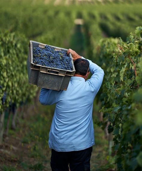 Winemaker Photography, Sustainability Infographic, Wine Yard, Grape Picking, Vineyard Photography, Chilean Wine, Wine 101, Greek Wine, Wine Photography