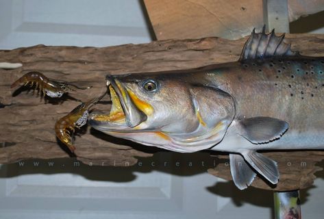 Speckled Trout fish mount by Marine Creations Fish Mounts Taxidermy, Speckled Trout, Fish Mounts, Trout Fish, Fishing Art, Fishing Gift, Wood Animal, Fishing Guide, Drift Wood