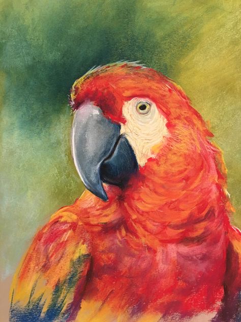 Red parrot, A3, pastel chalks Red Parrot Drawing, Chalk Pastel Art Animals, Parrot Oil Pastel, Parrot Oil Painting, Chalk Pastel Ideas, Oil Pastel Art Animals, Colourful Painting Ideas, Animal Oil Pastel, Oil Pastel Bird