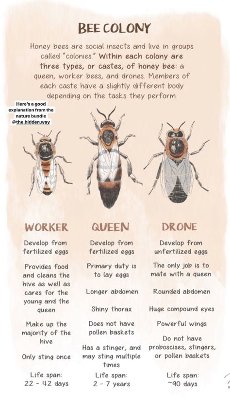 Bee Information, Types Of Honey Bees, Diy Beekeeping, Types Of Bellies, How To Start Beekeeping, Backyard Bees, Honey Bee Farming, Honey Bee Facts, Honey Bees Keeping