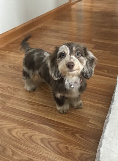 Fluffy Daushound, Tri Merle Dachshund, Fluffy Dachshund, Dachshund Aesthetic, Dappled Dachshund, Cute Dachshunds, Daschund Puppies, Dapple Dachshund Puppy, Dapple Dachshund