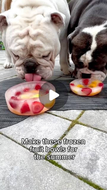 Fruits For Dogs, Everything In Moderation, Dog Trends, Frozen Dog Treats, Pet Things, Healthy Dog Treats Homemade, Frozen Dog, Dog Enrichment, Small Container