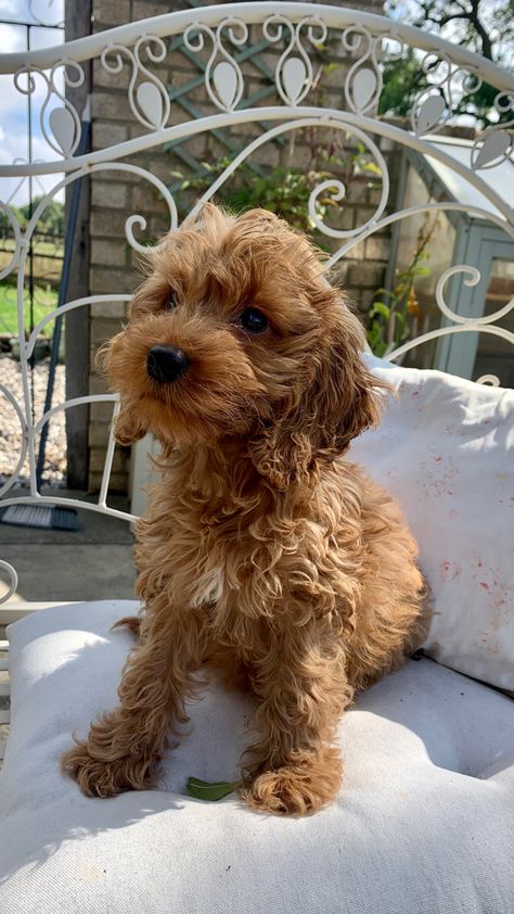 Red Cockapoo, Bear Dogs, Labradoodle Dogs, Dog Angel, Teddy Bear Dog, Dogs Breeds, Dream Dog, Indie Girl, Adorable Pets