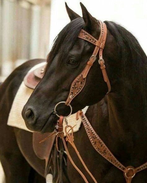 Frisian Horse, Horse Palomino, Western Bridles, Horse Western, Horse Photo, Girl Time, Western Horse Tack, Western Tack, Black Horses