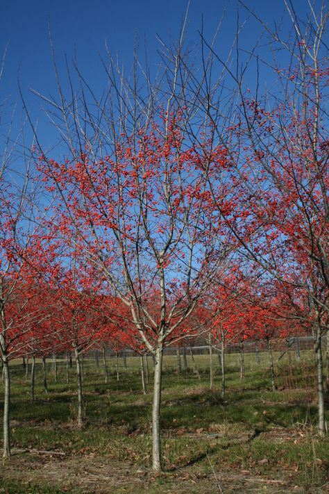 Winter King Hawthorn (Crataegus viridis ... Washington Hawthorn Tree, Winter King Hawthorn Tree, Tree With White Flowers, Hawthorne Tree, Hawthorne Berries, Common Hawthorn, Winter King, Hawthorn Tree, Tree Winter