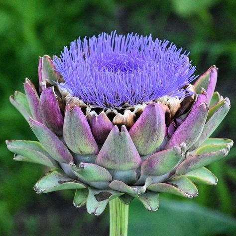 Globe Artichoke, Artichoke Plants, Artichoke Flower, Strange Flowers, Flower Close Up, Abstract Floral Art, Violet Flower, Seed Pods, Flower Art Painting