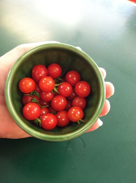 Cherry tomatoes...so small...so yummy Tomato Aesthetic, Health Era, Aesthetic Grocery, Tomato Girl, Tomato Farming, Baby Tomatoes, Tic Tok, Cherry Tomato, So Yummy