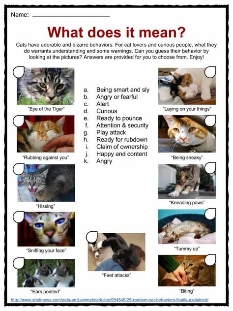 Cat Facts, Worksheets & Information For Kids Cat Facts Text, English Conversation For Kids, Cats Facts, Cat Games, Emergent Curriculum, 2023 School, Veterinary Science, 9 Lives, Mean Cat