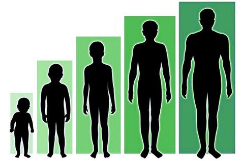 Human height has been a prominent subject of extensive research in various scientific disciplines due to its easy measurement, relatively stable nature in adulthood, and distribution pattern. Height is considered a quantitative trait influenced by a combination of genetic and environmental factors. While genetic factors are beyond our control, numerous environmental factors can significantly impact […] Natural Steps, Human Height, Joy Bauer, Height Growth, Grow Taller, Child Psychology, Bones And Muscles, Growth Hormone, Environmental Factors