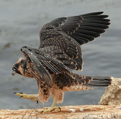 Bird Wings Reference Photo, Peregrine Falcon Wings, Peregrine Falcon Photography, Peregrine Falcon Aesthetic, Nordic Creatures, Peregrine Falcon Art, Falcon Aesthetic, Falcon Photography, Falcon Wings