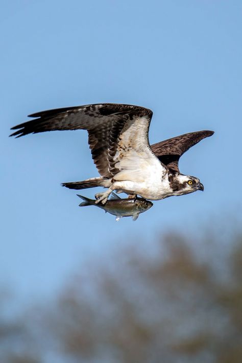 Osprey With Fish, Wolf Sounds, Northern Spotted Owl, Owl Sounds, Night Hawk, Augusta Maine, Travel Road Trip, Sea Hawk, Music Rules