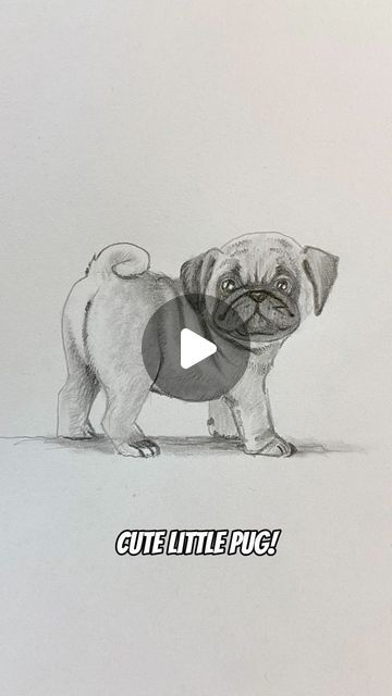 Shane Burke on Instagram: "OMG that booty!  Follow along to draw a cute little pug!  Btw, did you know if you touch the screen the video pauses?  When I am going too fast pause it so you can follow along!  And make sure to click the link in my bio so you don’t miss any exciting news or offers!  #drawingtutorial #howtodraw a #cutepug #drawinglessons #fundrawings #puglife #art" How To Draw A Pug, Pug Drawing Easy, Pug Drawing, Puggle Puppies, Pug Gifs, Pug Cartoon, Pug Art, Cute Pugs, Pug Life