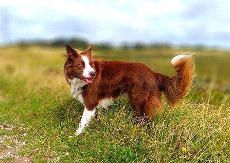 Red Border Collie Puppy, Red Border Collie Aesthetic, Collie Western Australia, Red Tri Border Collie, Red Border Collie, Border Collie Herding Sheep, White Border Collie, Growing Old Together, Red Border