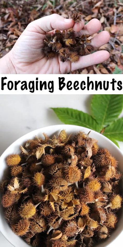 Nuts Logo, Foraging Guide, Logo Reference, Wild Foraging, Wild Food Foraging, Foraging Recipes, Edible Wild Plants, Foraged Food, Beech Tree