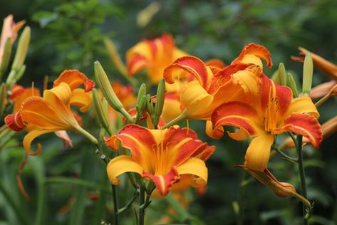 Common Wildflowers, Deer Resistant Perennials, Daylily Garden, Best Perennials, Lily Plants, Invasive Plants, Low Maintenance Garden, How To Attract Hummingbirds, Daylilies