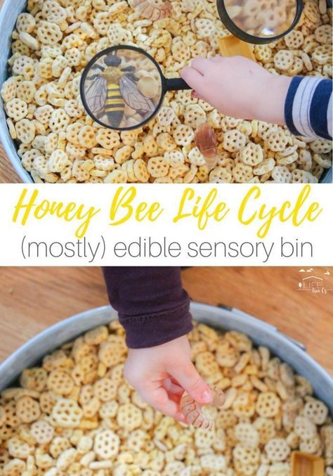 Bees Sensory Play, Life Cycle Sensory Bin, Nursery Curriculum, Honey Bee Life Cycle, Honeycomb Cereal, Edible Sensory, Bee Project, Bee Life Cycle, Bug Activities