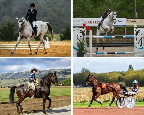 The Different Horse Riding Disciplines: A Complete Guide – Horse Learner Rare Horses, Horse Dressage, Types Of Horses, Equestrian Riding, Horseback Riding, Dressage, Horse Riding, Different Types, How Many