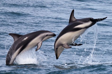 Dusky Dolphins, New Zealand Dusky Dolphin, Nz South Island, Sea Mammal, Marine Wildlife, Search Google, Water Animals, Manatees, Underwater Life, Pretty Animals