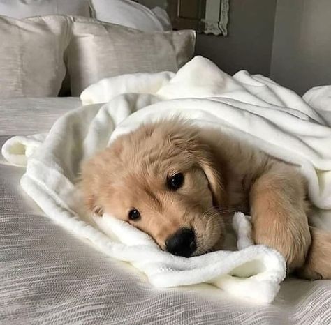 Jun 10, 2021 - This Pin was discovered by Lils. Discover (and save!) your own Pins on Pinterest Cutee Animals, Weekend Mood, Very Cute Dogs, Really Cute Dogs, Cute Dog Pictures, Baby Animals Pictures, Cute Little Puppies, Cute Animals Images