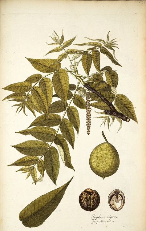 Juglans Nigra, Black Walnut Tree, Tree Id, English Walnut, Plant Fungus, Walnut Tree, Walnut Shell, Tree Drawing, Black Walnuts