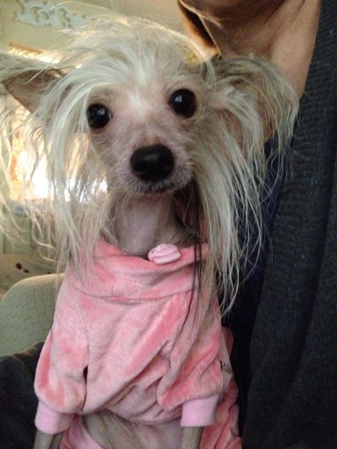 Chinese crested chacha Funny Pics Of Dogs, Chinese Crested Powder Puff, Chinese Crested Hairless, Asian Dogs, Pics Of Dogs, Animals Kissing, Ugly Animals, Dog Paw Tattoo, Rare Dogs