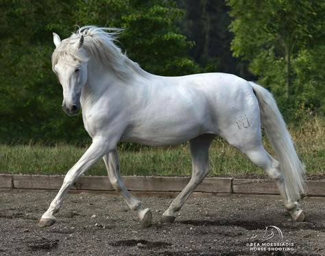 White horse trotting English Riding, All The Pretty Horses, Horse Trailer, White Horses, Horse Coloring, Pretty Horses, Horse Photography, Horse Love, Horse Breeds