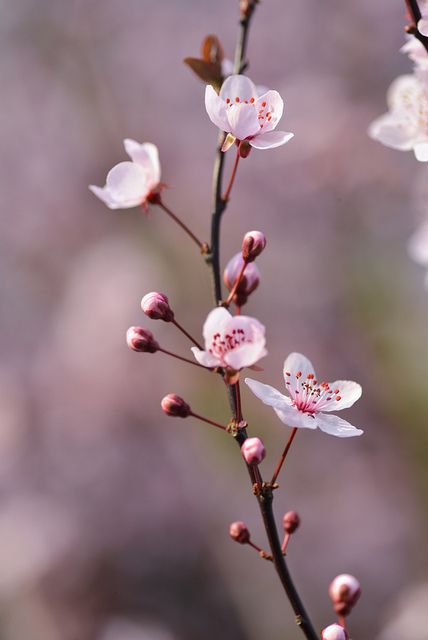 Flor Iphone Wallpaper, Flowers Photography Beautiful, Cherry Blossom Wallpaper, Garden Beautiful, Beautiful Flowers Photography, Flowers Photography Wallpaper, Photography Flowers, Flowers Arrangements, Cherry Blossom Flowers