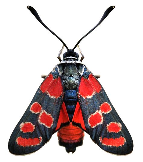 Zygaena carniolica Beautiful Moths, Red Insects, Cool Insects, Papillon Butterfly, Beetle Insect, Moth Caterpillar, Cool Bugs, Bug Art, Flying Insects