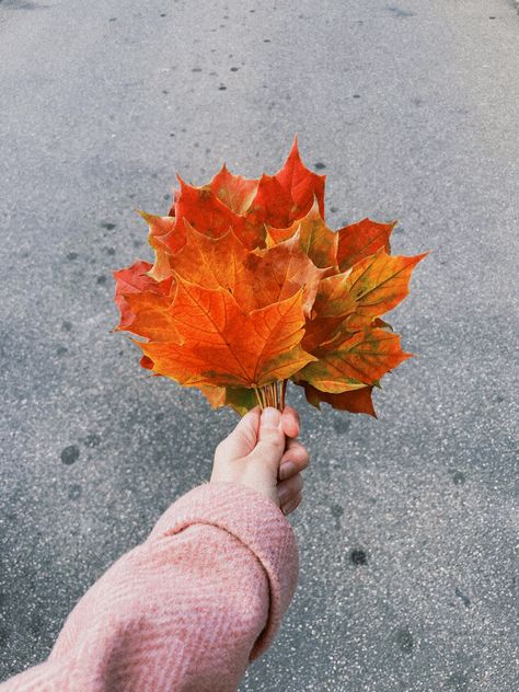 Green Tea Body Wash, Leaves Bouquet, October Favorites, Autumn Jumpers, Love Autumn, Blogger Photography, Instagram Theme, Maple Leaves, Whittling