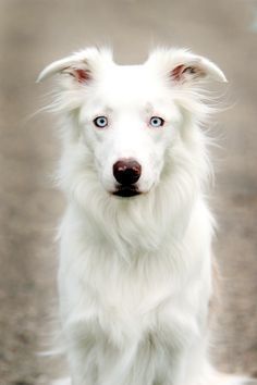 25 Of The Most Amazing White Border Collie Images Ever | The Paws White Border Collie, Border Collie Puppies, Collie Puppies, Herding Dogs, Beautiful Dog, Australian Shepherds, Yorkshire Terrier Puppies, Border Collie Dog, Border Collies