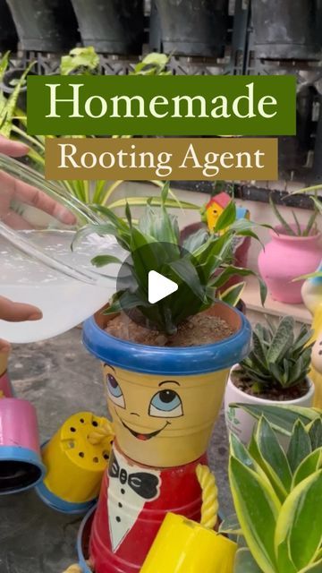 Shanti’s Garden on Instagram: "Homemade Rooting Agent! 🌿✨ 

Hey plant fam! Today, I'm spilling the secret recipe to create your very own natural rooting agent at home, and trust me, your plants are going to love it! 🏡💚
🌿 DIY Rooting Elixir Recipe:
🌡️ 1 Liter Warm Water
🥄 1 Spoon Sugar
🥄 1 Spoon Baking Soda
🥄 1 Spoon White Vinegar
Simply mix these kitchen wonders in a bowl, let it ferment for 48 hours, and voilà – you've got a powerhouse rooting agent ready to supercharge your plants! 🌱💪
How to Use:
Apply monthly to boost root growth.
Watch your plants thrive and soil strength!
This game-changing solution not only stimulates root development but also enriches the soil, making it a win-win for your green buddies! 🌟
.
.
.
.
FOLLOW @shanticreationsofficial  FOR MORE GARDENING TIPS
Y Homemade Rooting Agent, Diy Rooting Powder, Diy Rooting Agent, Homemade Rooting Hormone, Rooting For You, Planter Gardens, Homemade Plant Fertilizer, Rooting Powder, Garden Diy Hacks