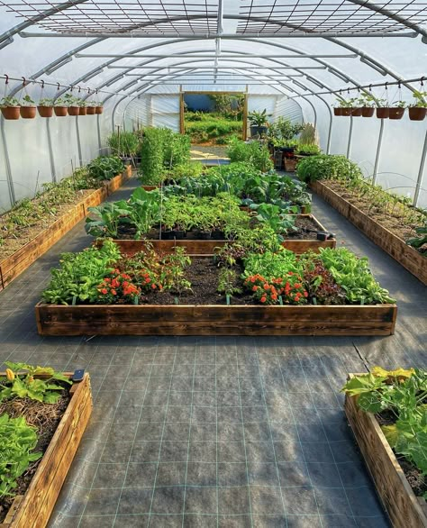 Indoor Greenhouse, Plants Growing, Backyard Greenhouse, Veg Garden, Home Vegetable Garden, Greenhouse Gardening, Backyard Garden Design, Vegetable Garden Design, Garden Layout