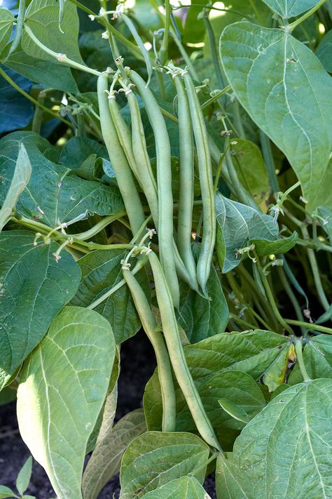 How to Grow Green Beans Your Family Will Beg For Canning Beans, Growing Green Beans, Growing Beans, Fast Growing Vegetables, Snap Beans, Bean Varieties, Bean Plant, Bush Beans, Pole Beans