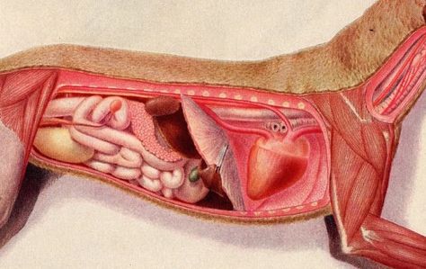 1912 dog anatomy print original antique animal organs color Animal Organs, Intestines Anatomy, Anatomy Organs, Dog Anatomy, Animal Anatomy, Ap Art, Old Dogs, Antique Prints, Dog Art