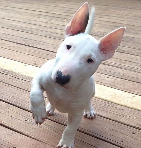 Mini Bull Terriers, Miniature Bull Terrier, Bull Terrier Puppy, English Bull Terriers, Bull Terriers, Bull Terrier Dog, Staffordshire Bull Terrier, White Dog, Pit Bull Terrier