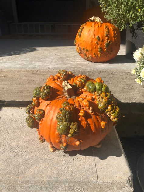 Pumpkins with colorful warts/bumps Wart Pumpkin Ideas, Planters Wart, Color