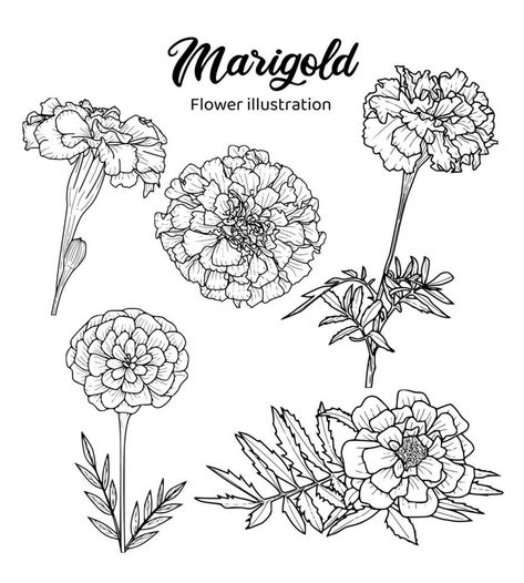 Larkspur Tattoo, Marigold Tattoo, Cuadros Diy, Marigold Flowers, Flowers Coloring, Birth Flower Tattoos, Flower Outline, Cute Tiny Tattoos, Tattoo Lettering Fonts