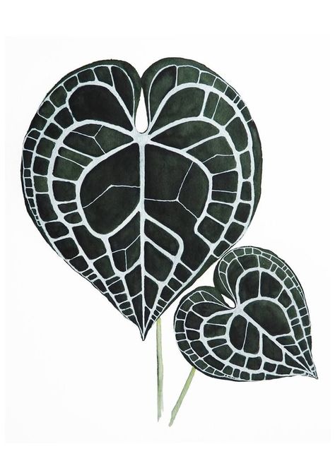 Original Botanic Painting by Diana F | Figurative Art on Paper | ANTHURIUM CLARINERVIUM - #logo #logodesign #elegantlogo Anthurium Drawing, Plant Leaf Tattoo, Anthurium Tattoo, Plant Tatoos, Green Anthurium, Plant Rug, Anthurium Clarinervium, Hydrangea Painting, Iris Painting