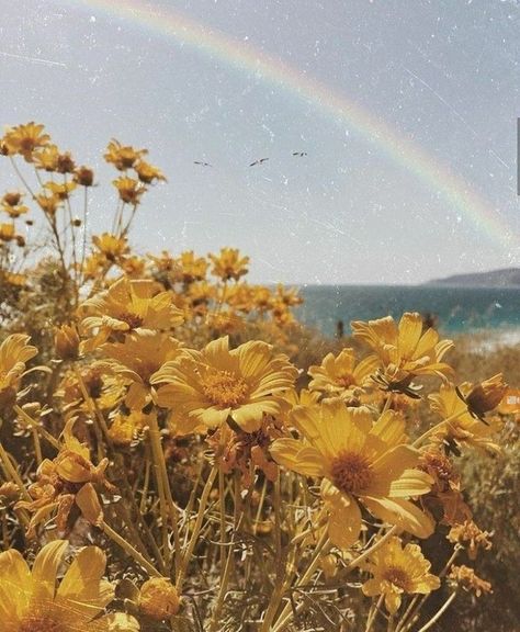 Yellow Aesthetic, A Rainbow, Yellow Flowers, Rainbow, Yellow, Flowers