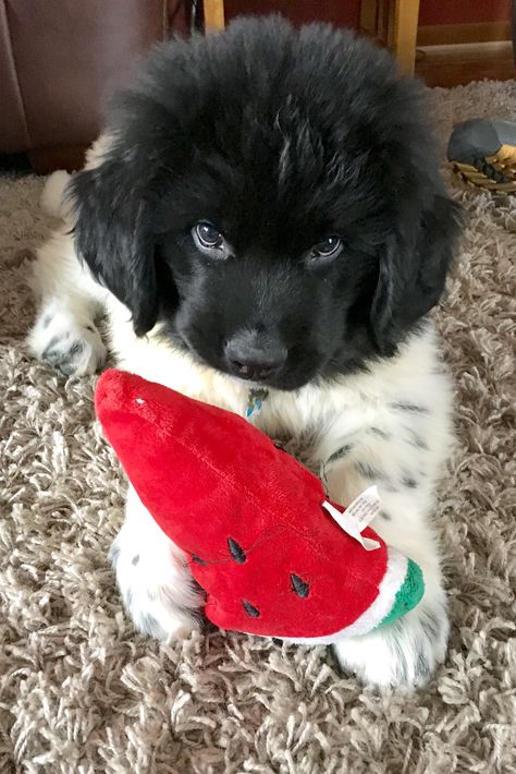 Landseer Newfoundland Dog, Landseer Dog, Newfoundland Puppy, Baby Animals Cute, Newfoundland Puppies, Dream Pet, Crazy Dog Lady, Cute Animals Puppies, Dream Dog