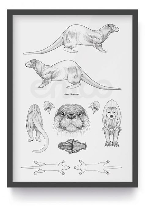 Otter Anatomy, Otter Poster, Otter Cartoon, Otter Art, Animal Illustration Art, Nature Sketch, Anime Animals, Animal Sketches, Creative Drawing