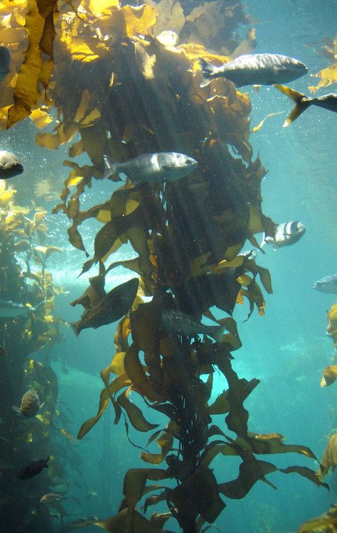 Brown Algae, Sea Plants, Kelp Forest, Monterey Bay Aquarium, Underwater Art, Sea Otter, Marine Animals, Ocean Creatures, Underwater Photography