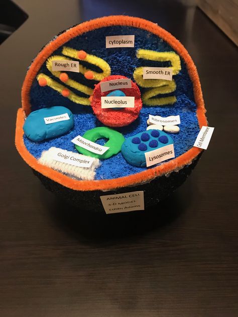 3-D Animal Cell wall project Animal Cell Model Project Ideas, Animal Cell Project 3-d, 3d Animal Cell Project, Animal Cell Model Project, 3d Animal Cell, Cell Model Project, Animal Cell Project, Cell Project, 3d Cell