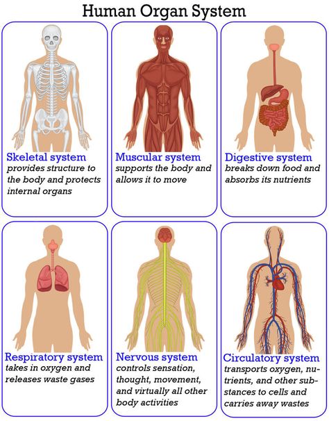 Organ Systems And Functions, Human Organ Systems Grade 5, Human Body Systems Anchor Chart, Human Systems Anatomy, Systems Of The Body Anatomy, Body Systems Anchor Chart, Science Chart Ideas, Human Organ System, Teaching Body Systems