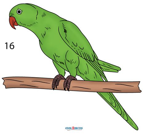 How To Draw a Parrot (Step by Step Pictures) | Cool2bKids Draw A Parrot, Parrot Cartoon, Indian Ringneck, Parrot Drawing, Drawing Activity, India Painting, Parrot Head, Tree Drawings Pencil, Art Village