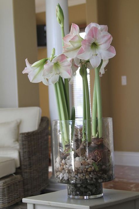 Forcing bulbs: How to grow flowers in water this winter - nj.com Forcing Bulbs, Amaryllis Plant, Onion Flower, Indoor Water Garden, Growing Bulbs, Grow Flowers, Amaryllis Flowers, Amaryllis Bulbs, Winter Air